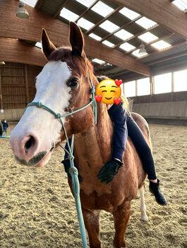 Toller Quarter Horse Wallach mit Herz und Potenzial