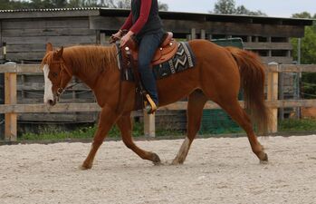 Toller, umgänglicher Paint Horse Wallach, Kerstin Rehbehn (Pferdemarketing Ost), Pferd kaufen, Nienburg