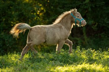 Tolles Elite Classic Champagne Partbred Shetlandpony/ Shetty, Nicole Prignitz , Pferd kaufen, Groß Molzahn 
