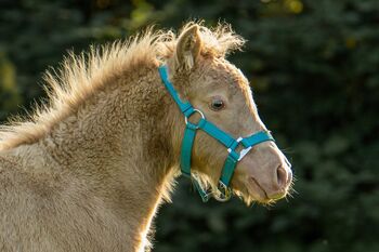 Tolles Elite Classic Champagne Partbred Shetlandpony/ Shetty