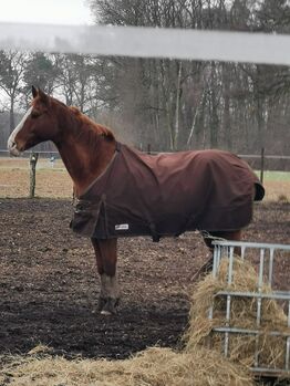 Tolles Freizeitpferd sucht neuen Wirkungskreis