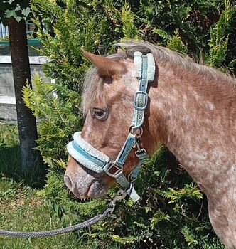 Tolles Kinderpony, Birgit Frank , Pferd kaufen, Achstetten