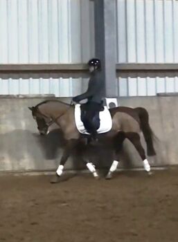 Tolles Kinderpony, Reitpony, Pony Wallach