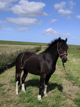 Tolles Kinderpony, Reitpony, Pony Wallach, Simone , Pferd kaufen, Moorweg