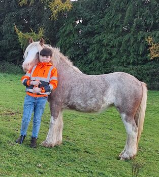 Smashing cob filly for sale