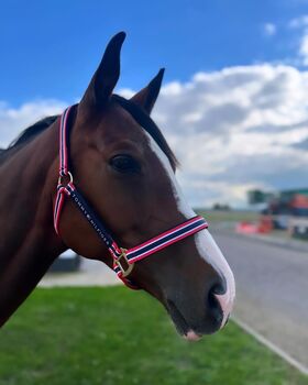 ❤️ Tommy Hilfiger Halfter mit Führstrick ❤️, Tommy Hilfiger , Premium HorseShop 🐴✨ (Premium HorseShop ), Halters, Hamm