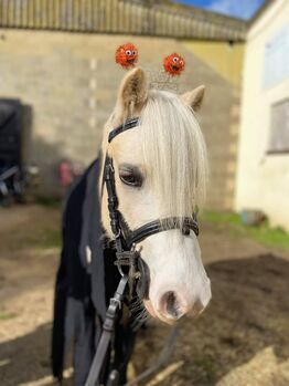 Tommy- Welsh Pony, Niamh, Horses For Sale, Lancing 