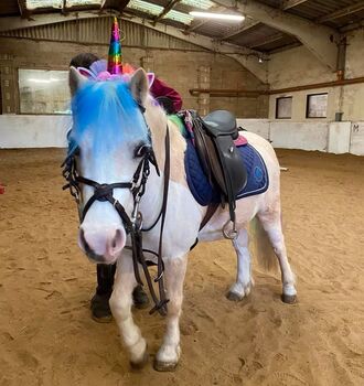 Tommy- Welsh Pony