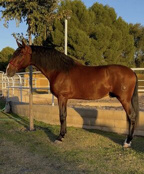 Top 4 years old spanish stallion, Javier, Horses For Sale, Madrid