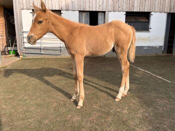 Top gezogener, palominofarbener Quarter Horse Wallach