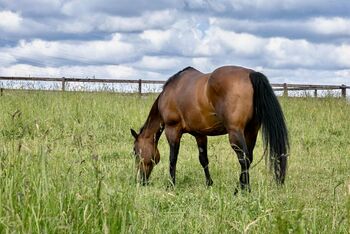 Top gezogene Quarter Horse Stute mit Fohlen abzugeben, Kerstin Rehbehn (Pferdemarketing Ost), Horses For Sale, Nienburg