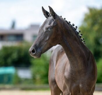 *TOP CHANCE* 2- jährige Dressurstute, Tamara Jutzeler, Pferd kaufen, Mümliswil