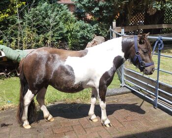 Top schicke Minishettystute m. Papieren, Andrea Otte , Horses For Sale, Hohne