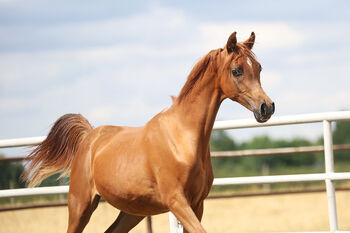 TOP CLASS Araber Stute, Zalia Stud, Horses For Sale, Strykow