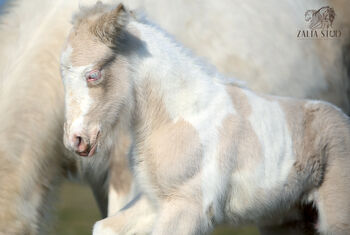 Top class gypsy/rish cob, DOUBLE CREAM GENE