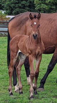 Top class showjumping filly foal, Mel Gravell-Barnes , Horses For Sale, Harle Syke