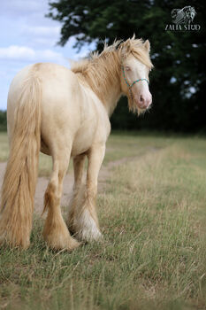 TOP CLASS SMOKY CREAM 2-YEAR-OLD STALLION