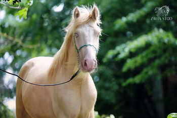 TOP CLASS SMOKY CREAM 2-YEAR-OLD STALLION, Zalia Stud, Konie na sprzedaż, Strykow