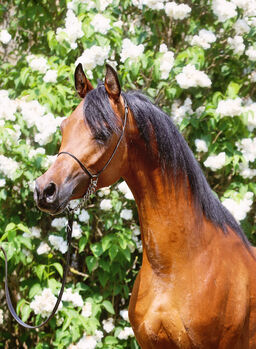 Top class stallion by Marajj, Zalia Stud, Horses For Sale, Strykow