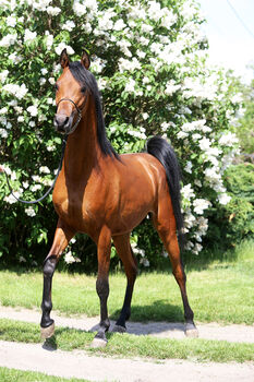 Top class stallion by Marajj
