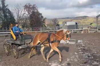 Tiroler Haflinger-Stute der Extraklasse (tragend)