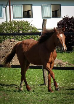 Top doppeltregistrierte Quarter Horse Nachwuchsstute, Kerstin Rehbehn (Pferdemarketing Ost), Horses For Sale, Nienburg