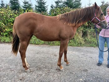 Top doppeltregistrierte Quarter Horse Nachwuchsstute, Kerstin Rehbehn (Pferdemarketing Ost), Horses For Sale, Nienburg