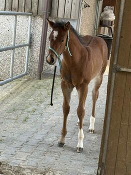 Top gezogene Quarter Horse Stute mit Fohlen abzugeben