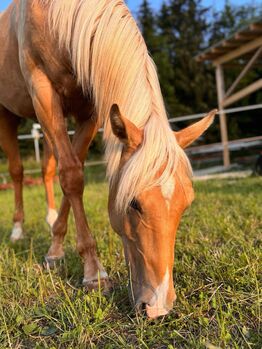 Top gezogener, palominofarbener Quarter Horse Hengst