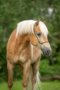 TOP Haflinger als Reitbeteiligung!, Elena Legl-Perzi, Reitbeteiligungen, Groß-Taxen