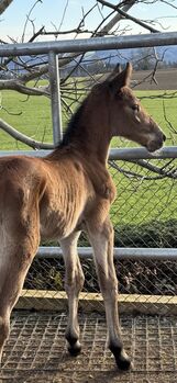 TOP Springfohlen, Beatrice Matos, Horses For Sale, Illhart