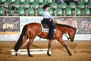 Top Hunter/Allround Prospect, Kerstin Rehbehn (Pferdemarketing Ost), Pferd kaufen, Nienburg