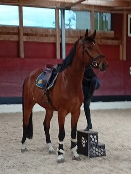 Top Jungpferd Warmblut, Nigg, Horses For Sale, Heerbrugg 