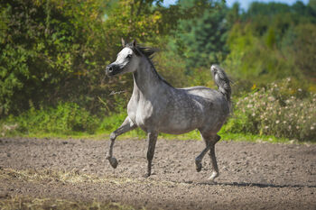 TOP CLASS Araber Stute, Zalia Stud, Horses For Sale, Strykow