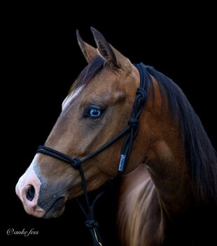 Top Nachwuchs von Late Night Stopper, Kerstin Rehbehn (Pferdemarketing Ost), Horses For Sale, Nienburg