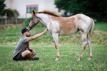 Top Nachwuchs von Redwhiteandblue Boon, Kerstin Rehbehn (Pferdemarketing Ost), Horses For Sale, Nienburg