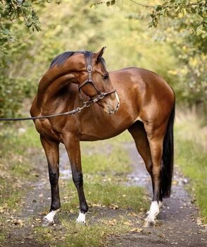 Top Kaufberatung und Probereiten an 7 Tagen die Woche, Pferdeglück (Pferdeglück GmbH), Horses For Sale, Pelmberg