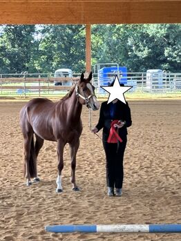 Top QH Nachwuchsstute vom Allround Vererber Unxpected, Kerstin Rehbehn (Pferdemarketing Ost), Pferd kaufen, Nienburg