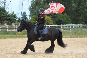 Top quality FELL PONY  mares/geldings