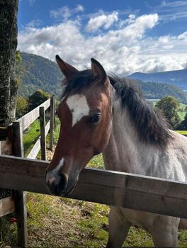 Top Quarter Horse Jährling, Stute in Sonderlackierung