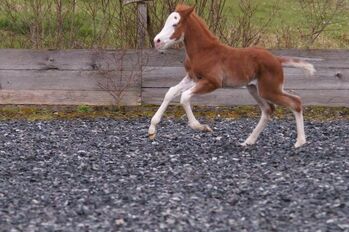 Top Quarter Horse Stutfohlen in mega Optik, Kerstin Rehbehn (Pferdemarketing Ost), Horses For Sale, Nienburg