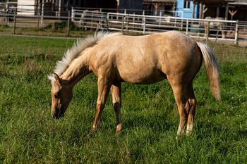 Top Quarter Horse Jährling von Sharp Dressed Shiner, Kerstin Rehbehn (Pferdemarketing Ost), Horses For Sale, Nienburg