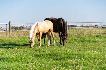Top Quarter Horse Jährling von Sharp Dressed Shiner