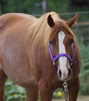 Top Quarterhorse, Quarter Horse Stute