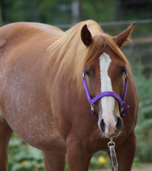 Top Quarterhorse, Quarter Horse Stute