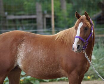 Top Quarterhorse, Quarter Horse Stute, Silvi, Horses For Sale, Nördlingen 