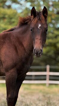 Top Reiningabstammung - perfektes Nachwuchspferd für Sport & Freizeit