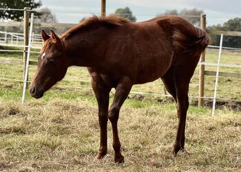 Top Reiningabstammung - perfektes Nachwuchspferd für Sport & Freizeit