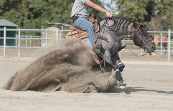 top Reining/Ranch Riding Prospekt ready to show, Kerstin Rehbehn (Pferdemarketing Ost), Horses For Sale, Nienburg