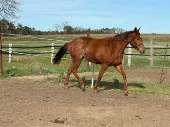 Top Reiningabstammung - perfektes Nachwuchspferd für Sport & Freizeit